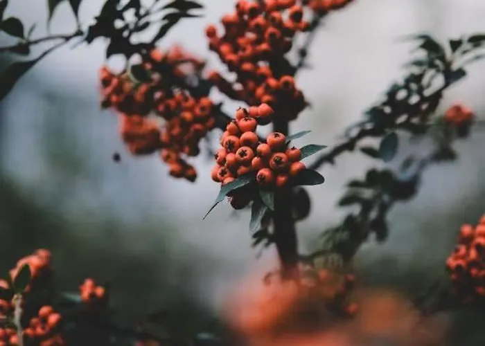 żurawia Ostoja Dom Z Jacuzzi I Sauną Dom wakacyjny